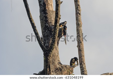 Collared Aracaris in a Nesting Tree in Tortuguero National Park in Costa Rica