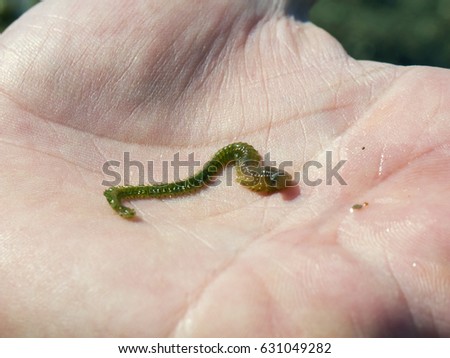 The sea worm on the human palm closeup