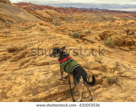 Dog on the stone, Valley of Fire, Nevada, USA