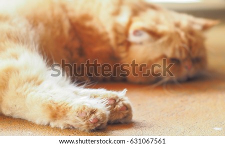 Sleeping cute orange cat