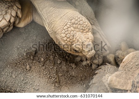 Close up head of turtle on the beach.