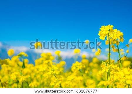 Mustard field with Beautiful  snow covered mountains landscape Kashmir state, India Royalty-Free Stock Photo #631076777