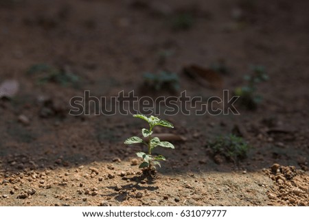Young plant  on nature background