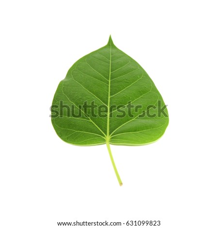 Bo leaf on white background