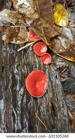 Mushroom occurs in the rain forest.