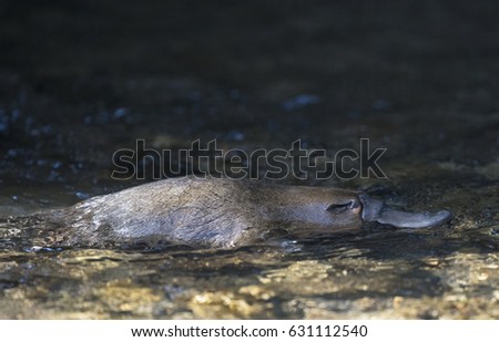 Platypus swimming in a Tasmanian creek.