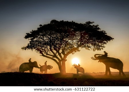 Silhouette elephant on the background of sunset at elephant village, Surin province, Thailand.
