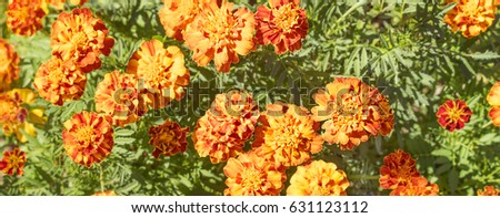 Bright colored, floral marigold background with golden yellow flower blooms and green foliage leaves