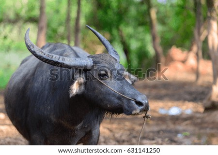 thailand  buffalo