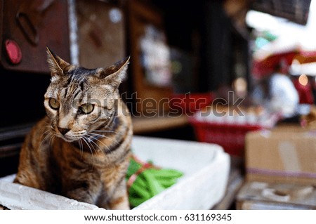 a cute cat looking out for something with beautiful-bokeh-created blurry background