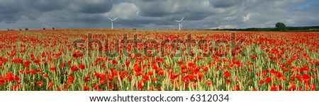 Red poppies field. Panorama from five pictures.