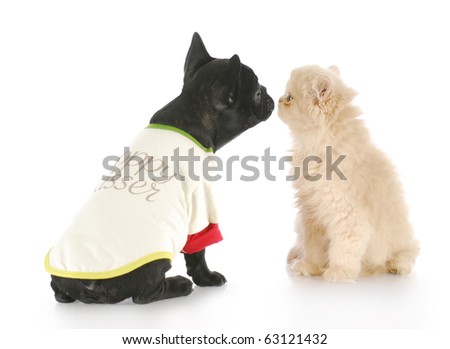 french bulldog and persian kitten greeting each other with reflection on white background