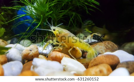 baby crayfish ghost in aquarium