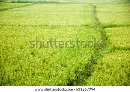 Rice Field. The rice paddy fields.
