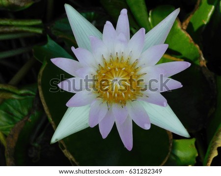 Lotus Flower of Thailand