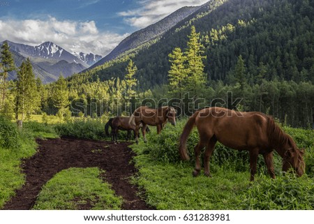 Horses walk across the field
