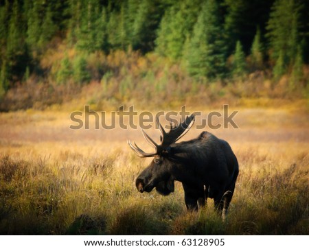Wild Bull Moose in autumn, Spray Valley Provincial Park in Kananaskis Country Alberta Canada Royalty-Free Stock Photo #63128905