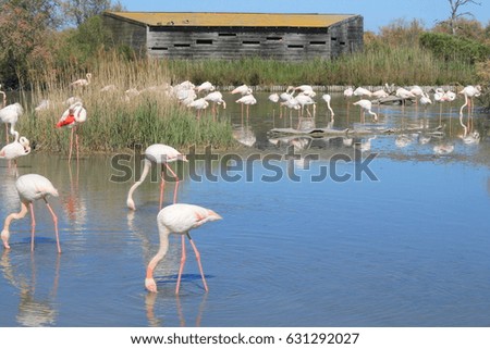 Pink flamingos of Camargue, France 