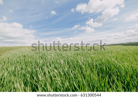 green wheat seedlings in spring field