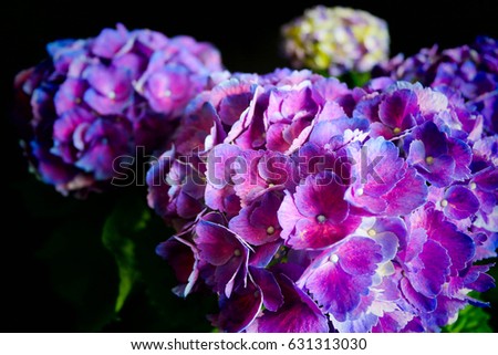 Close up purple Hydrangeas on black background studio isolate and stand out flowers