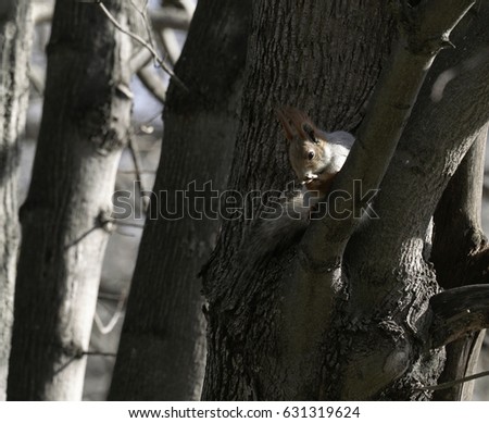 Squirrel in the natural habitat. The squirrel quickly climbs trees, finds food and eats it. Sunny spring day in the forest.