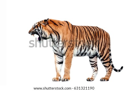tiger action