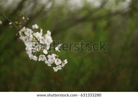 Cherry Blossoms in Korea