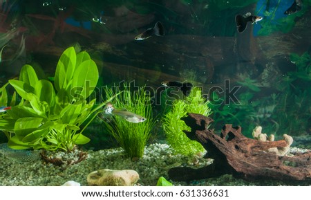 aquarium with many fish and natural plants and sand.Tropical fishes.aquarium with green plants and corals