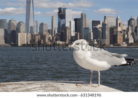 Gull in Manhattan