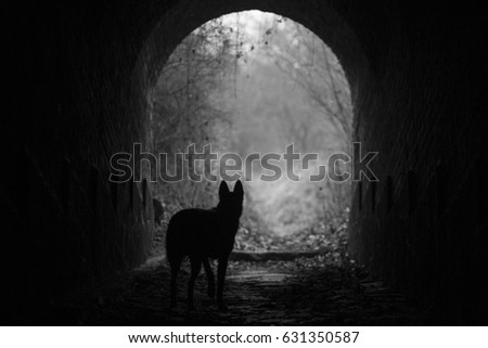 The dog silhouette in the tunnel, sad dark moody picture in the forest