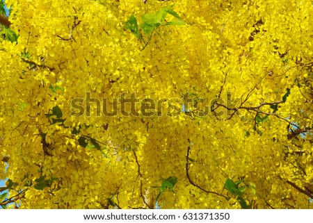 Beautiful Golden shower/Cassia Fistula Linn. in the nature