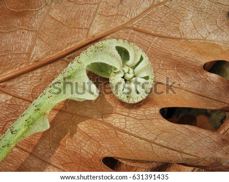 Close up to fern on a roll above dried leaves in a forest.
