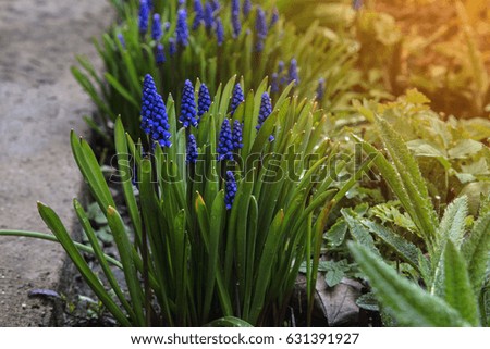 Hyacinth flower in garden