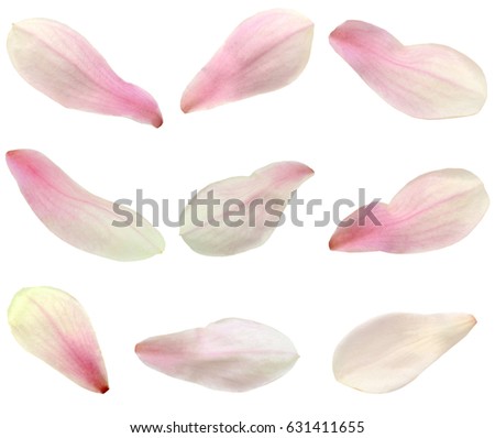 isolated magnolia petals Royalty-Free Stock Photo #631411655