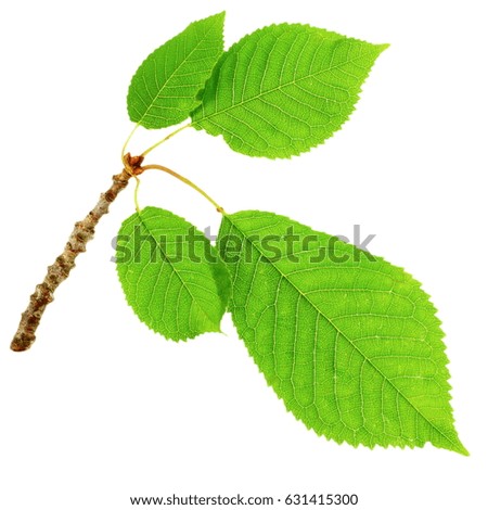 green cherry tree leaves on white background