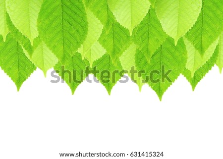 green cherry tree leaves texture on white background with text copy space