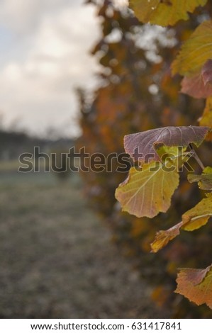 autumn yellow  leaves in the village