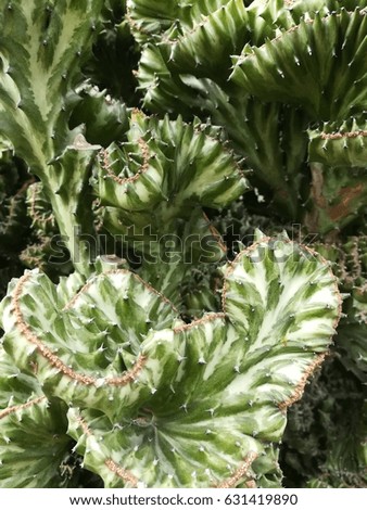 Filled full frame picture. Cactus surface with different colors. Cactus Texture natural background. Flat leaves of green cactus with needles pattern. Textured natural backdrop.  