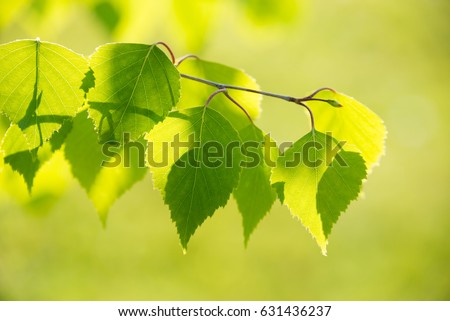 Birch tree branch with fresh leaves in spring Royalty-Free Stock Photo #631436237