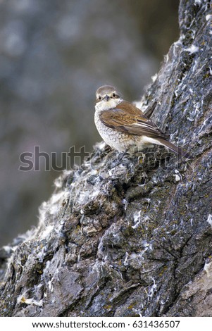 Cute bird on treee. Forest and animals
Red backed Shrike Lanius collurio