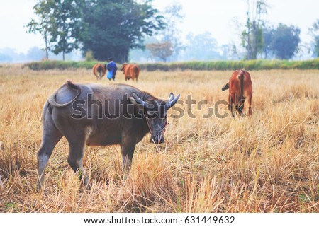 Asian buffalo in the meadow