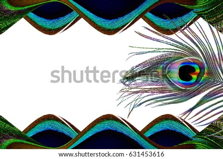 beautiful colorful peacock feather texture as background with text copy space
