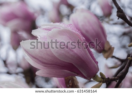 Magnolia soulangeana, saucer magnolia covered in rain drops.