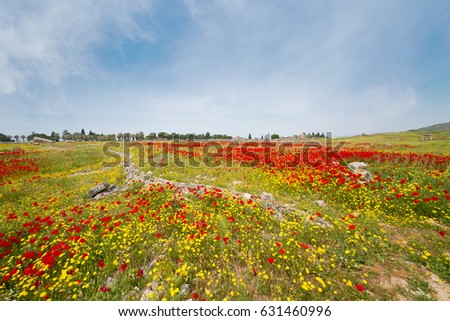 Amazing red poppies and yellow flowers are on green field in Pamukkale, Denizli