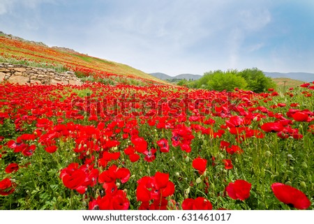 Amazing red poppies are on green field in Pamukkale, Denizli