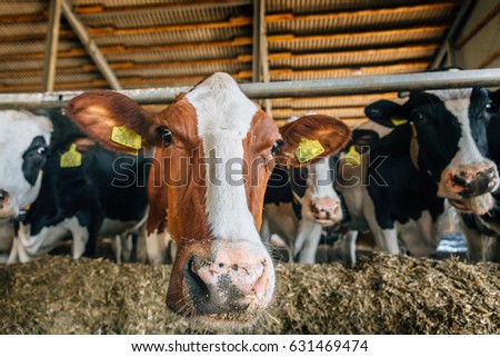 Group of domestic cattle - cows are in cowshed eating herb. Agriculture, Livestock and milk farm concept. Selective focus on one of cows, others are blurred