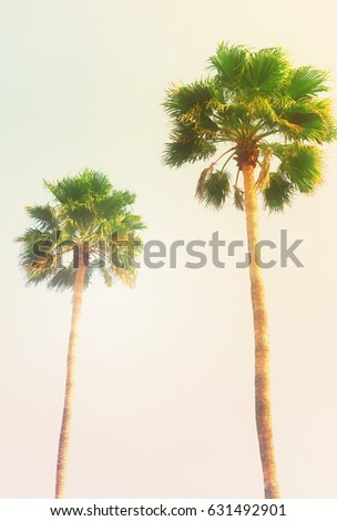 two palm tree in blue sky, retro toned