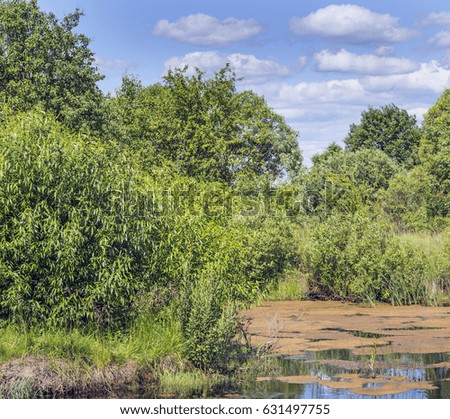 Beautiful summer landscape with a pond