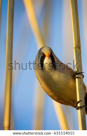 Funny bird. Nature Background
Bearded Reedling / Panurus biarmicus