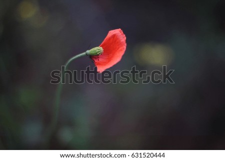 poppy bloom with one leaf